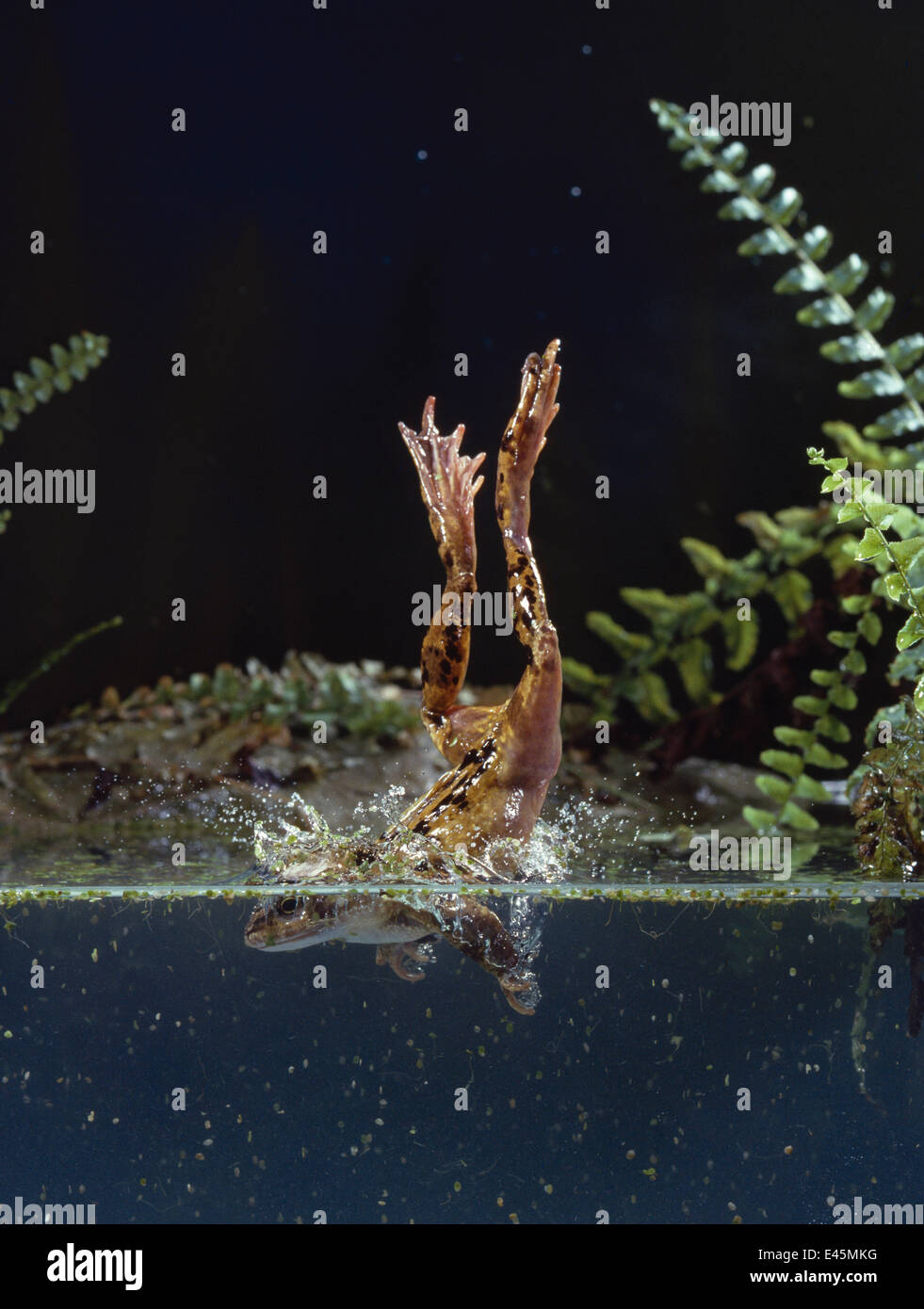 Common frog {Rana temporaria} diving into water, UK Stock Photo