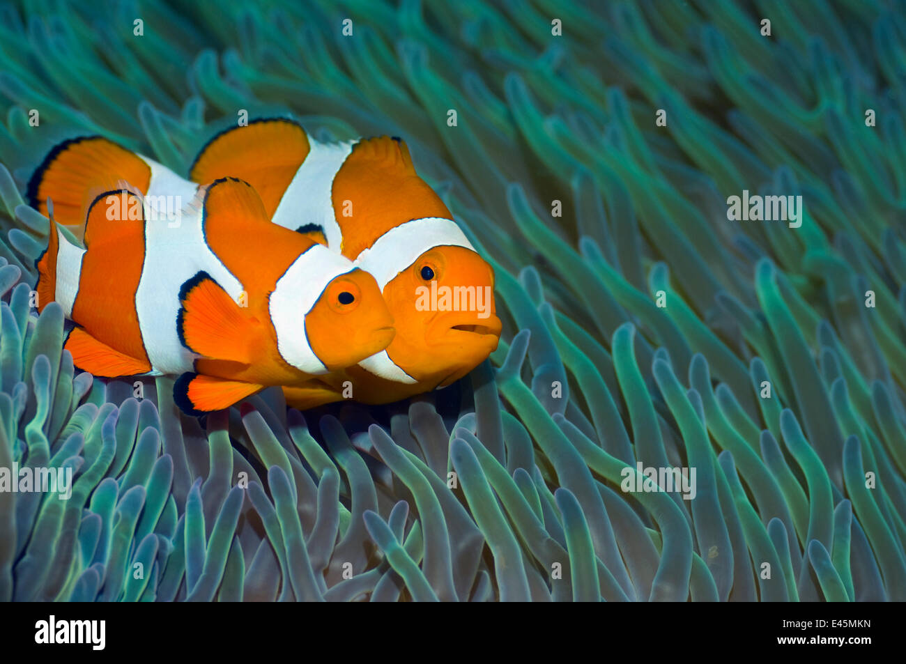 False clown anemonefish (Amphiprion ocellaris) pair, female with smaller male swimming past sea anemones, Misool, Raja Ampat, West Papua, Indonesia Stock Photo