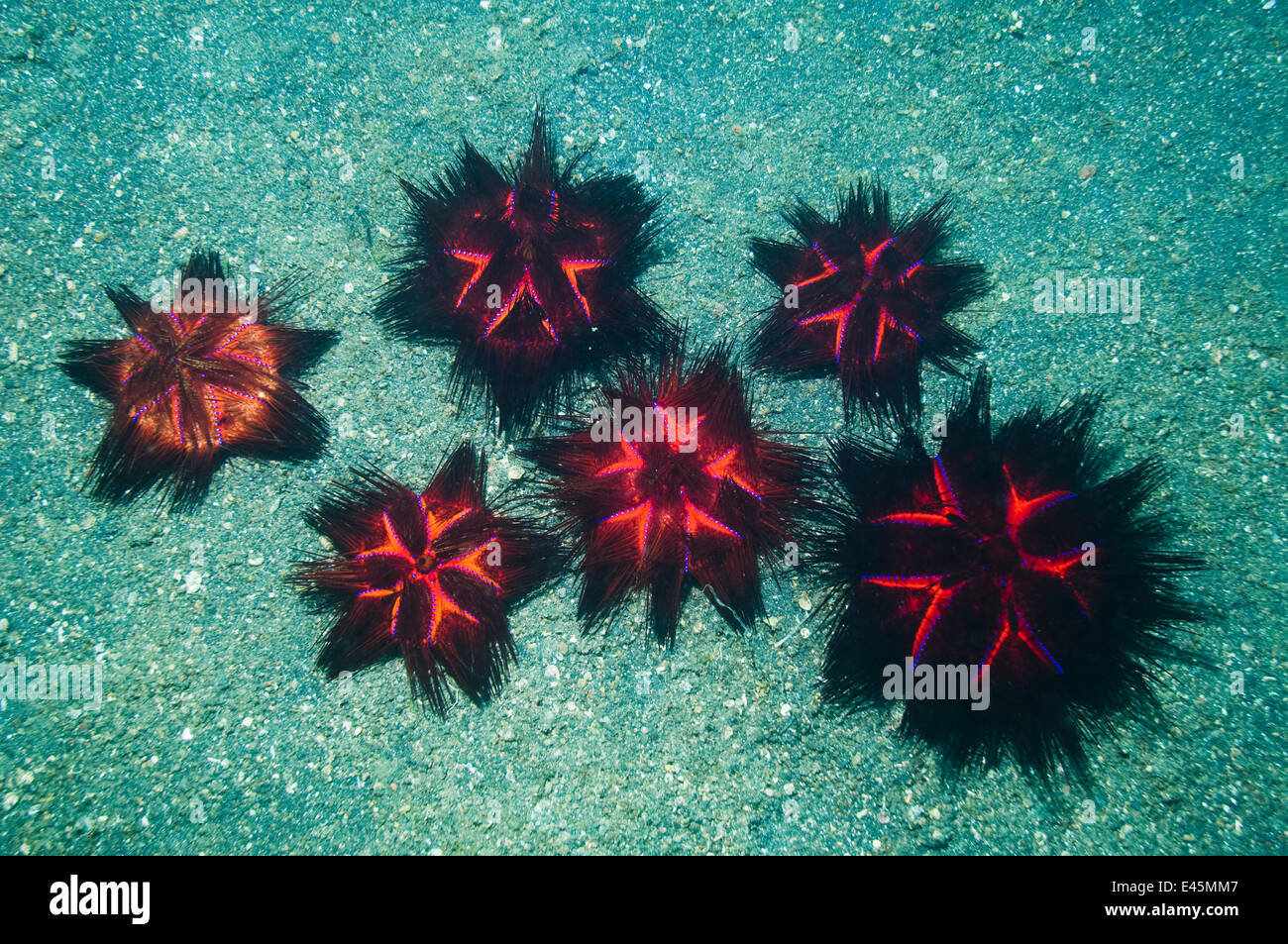 False fire urchin (Astropyga radiata) grouped on sandy bottom. Lembeh Strait, North Sulawesi, Indonesia. Stock Photo