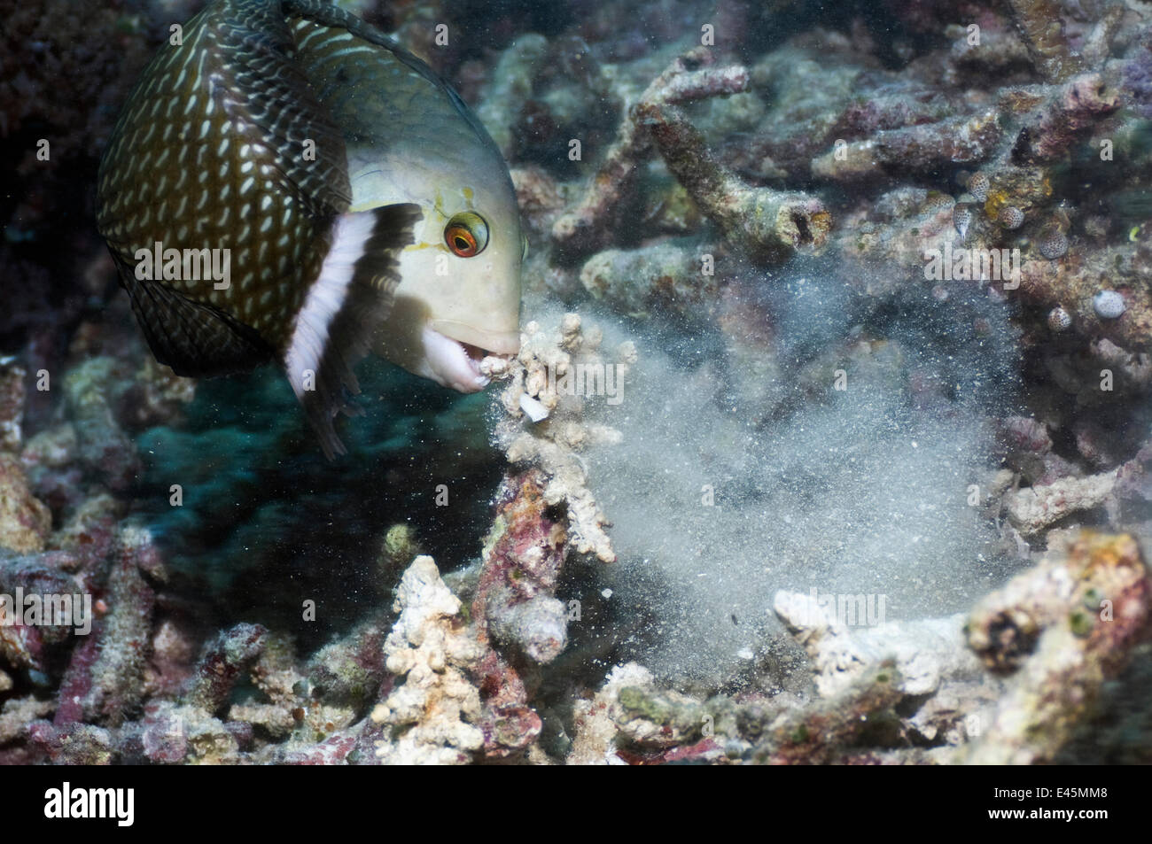 Rockmover / Dragon wrasse (Novaculichthys taeniourus) moving coral rubble to find benthic invertebrates to feed on. Misool, Raja Ampat, West Papua, Indonesia. Stock Photo