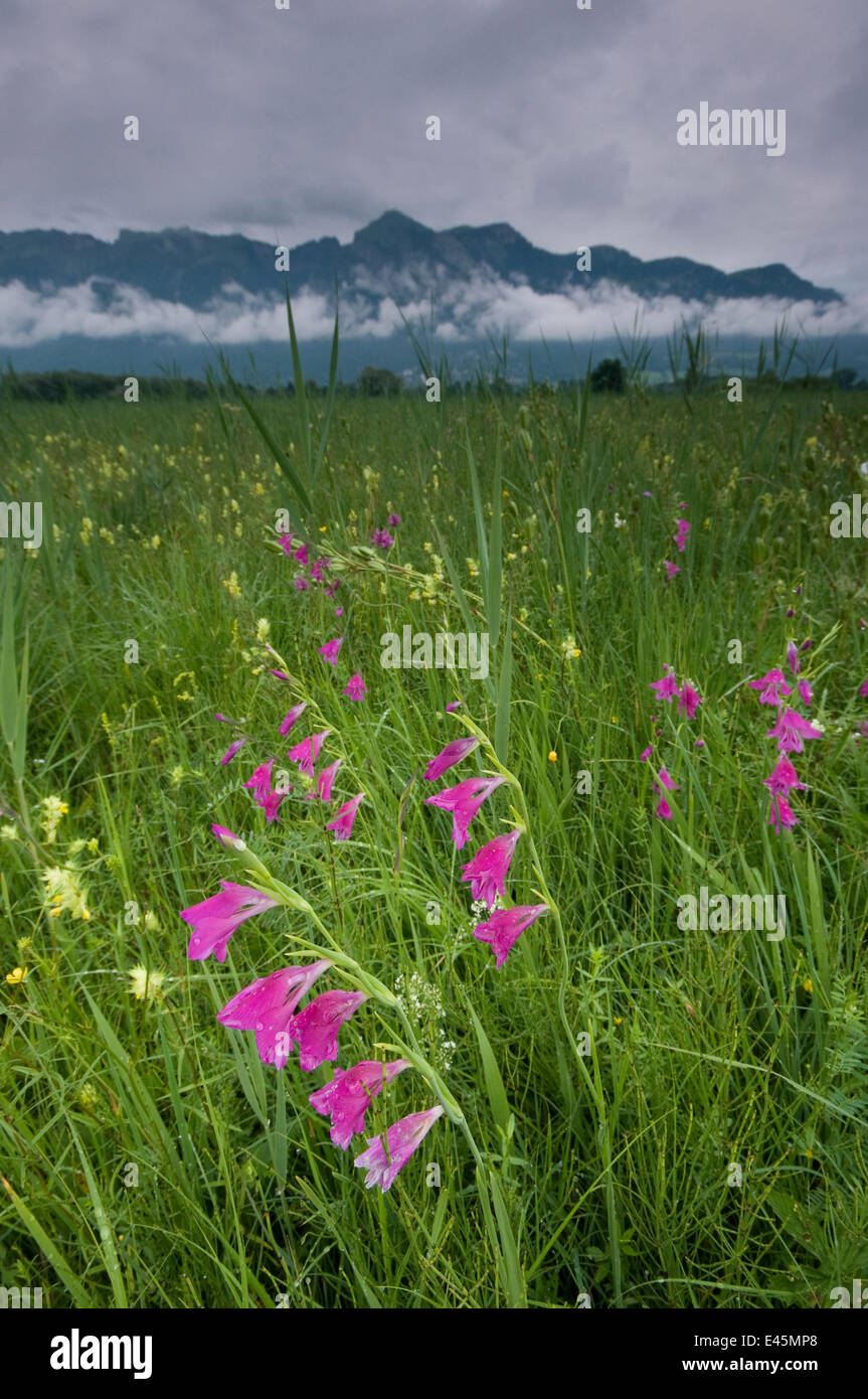 Gladiolus (Gladiolus sp) plants flowering in meadow, Liechtenstein, June 2009 Stock Photo