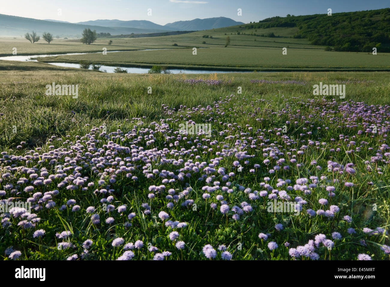 Globe daisy (Globularia meridionalis) flowers by the Sturba River, Southern Livanjsko Polje (karst plateau) Bastasi area, Bosnia and Herzegovina, May 2009 Stock Photo