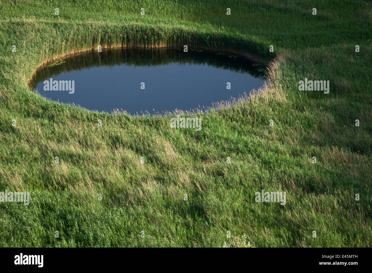 Sinkhole in marshland covered in Reeds (Phragmites sp) near the lower Neretva river delta, Dalmatia region, Croatia, May 2009 Stock Photo