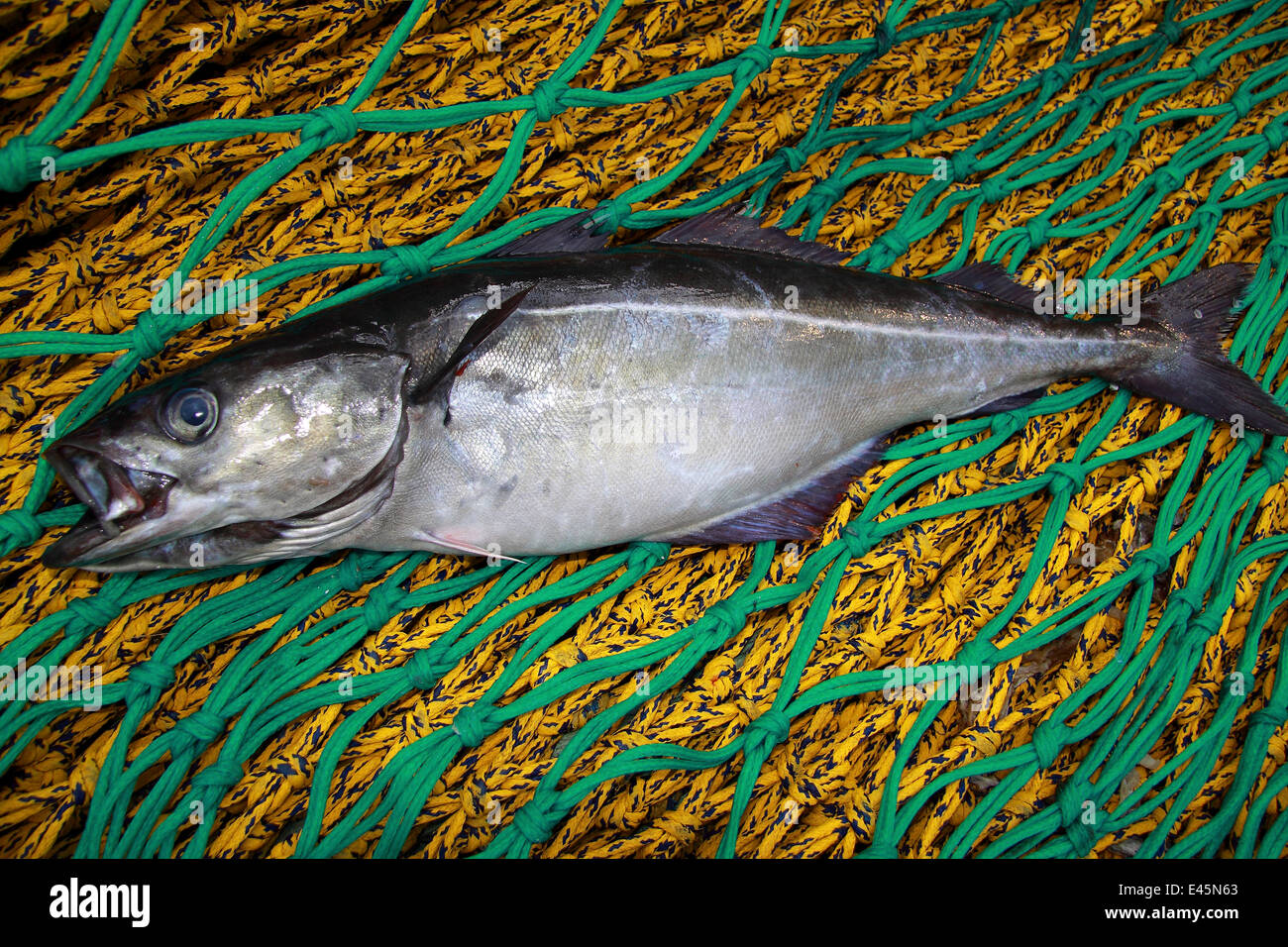 Saithe (Pollachius virens) on netting, onboard a trawler on the North ...