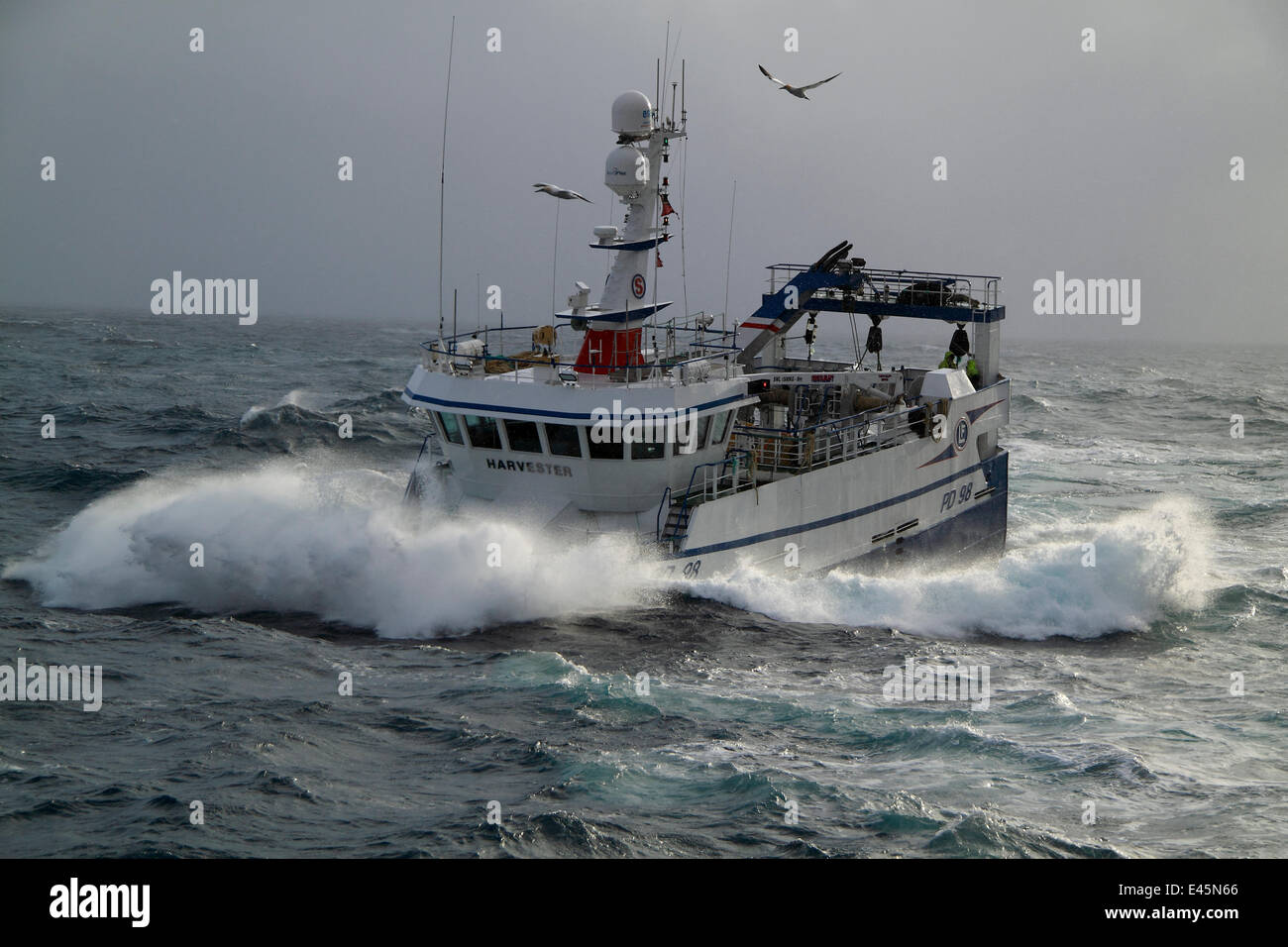 Gull flying over fishing vessel Harveste' in heavy seas, North Sea.  February 2010. Property released. Stock Photo