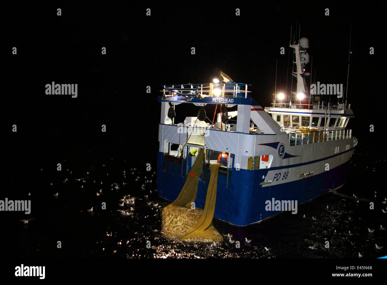 Fishing vessel Harvester taking a good haul of Saithe (Pollachius virens) aboard at night on the North Sea. February 2010. Property released. Stock Photo