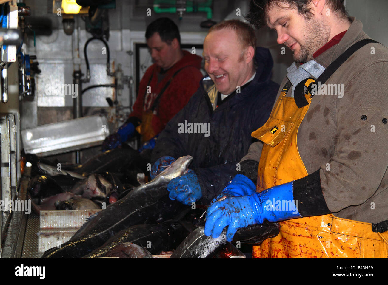Crewmen gutting Saithe (Pollachius virens) on a North Sea trawler. February 2010, Model released. Stock Photo