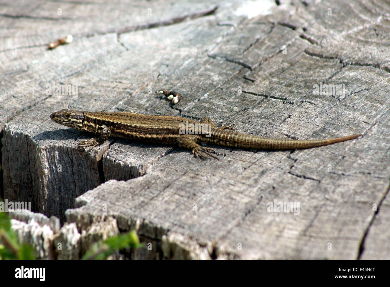 COMMON WALL LIZARD Stock Photo Alamy