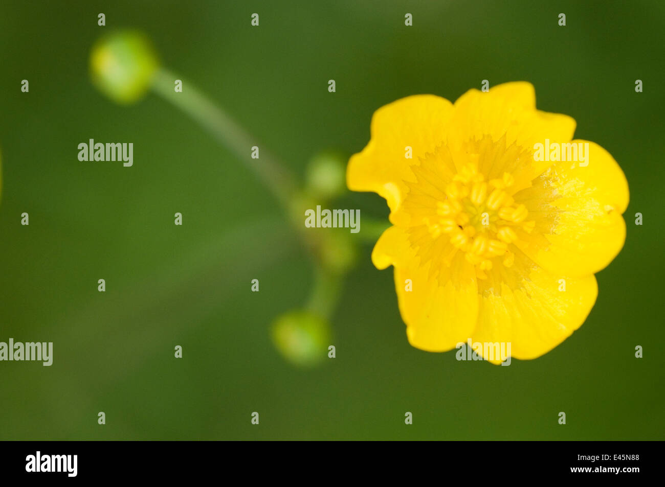 (Ranunculus sp) flower, Prypiat area, Belarus, June 2009 Stock Photo