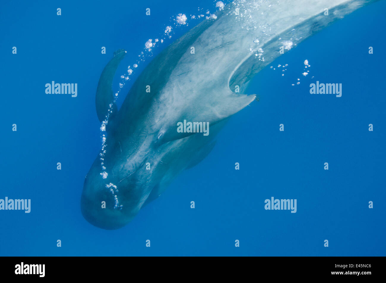 Short finned pilot whale (Globicephala macrorhynchus) with air bubble trail, Pico, Azores, Portugal, June 2009 Stock Photo