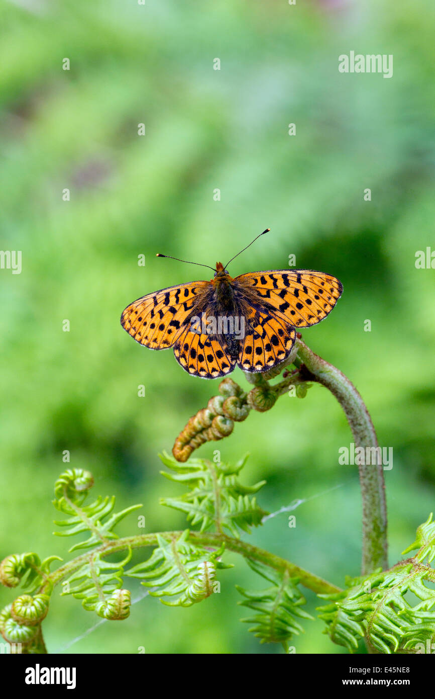 Pearl-bordered Fritillary butterfly (Boloria euphrosyne) at rest on Bracken with wings open,  England, UK Stock Photo