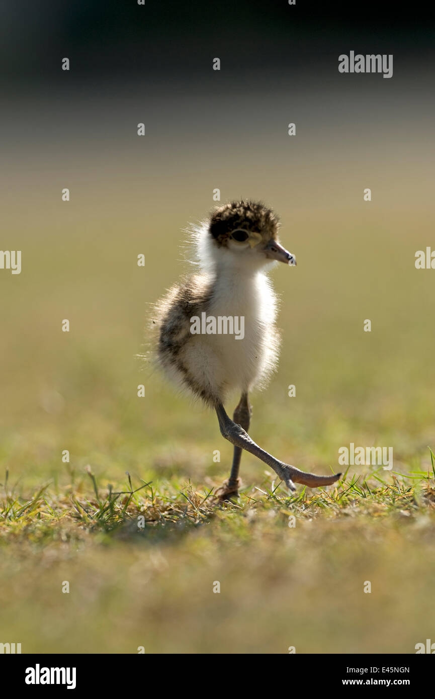 Masked lapwing / plover (Vanellus miles novaehollandiae) chick walking