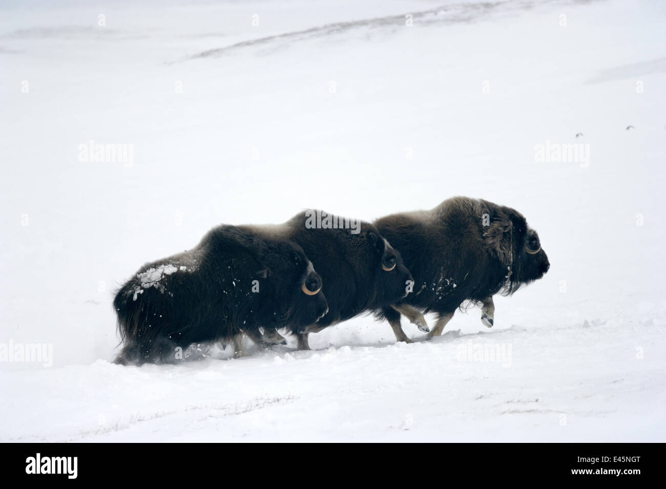 Three Muskox (Ovibos moschatus) running through snow, Banks Island, North West Territories, Canada Stock Photo