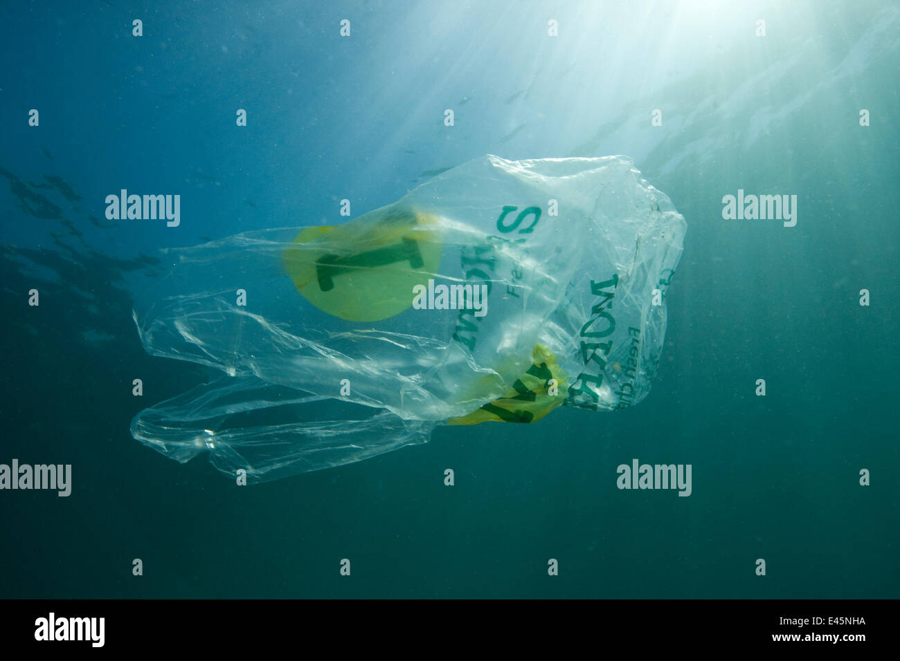 Plastic bag floating in the sea, resembling a jellyfish swimming  Dangerous to sea turtles Stock Photo