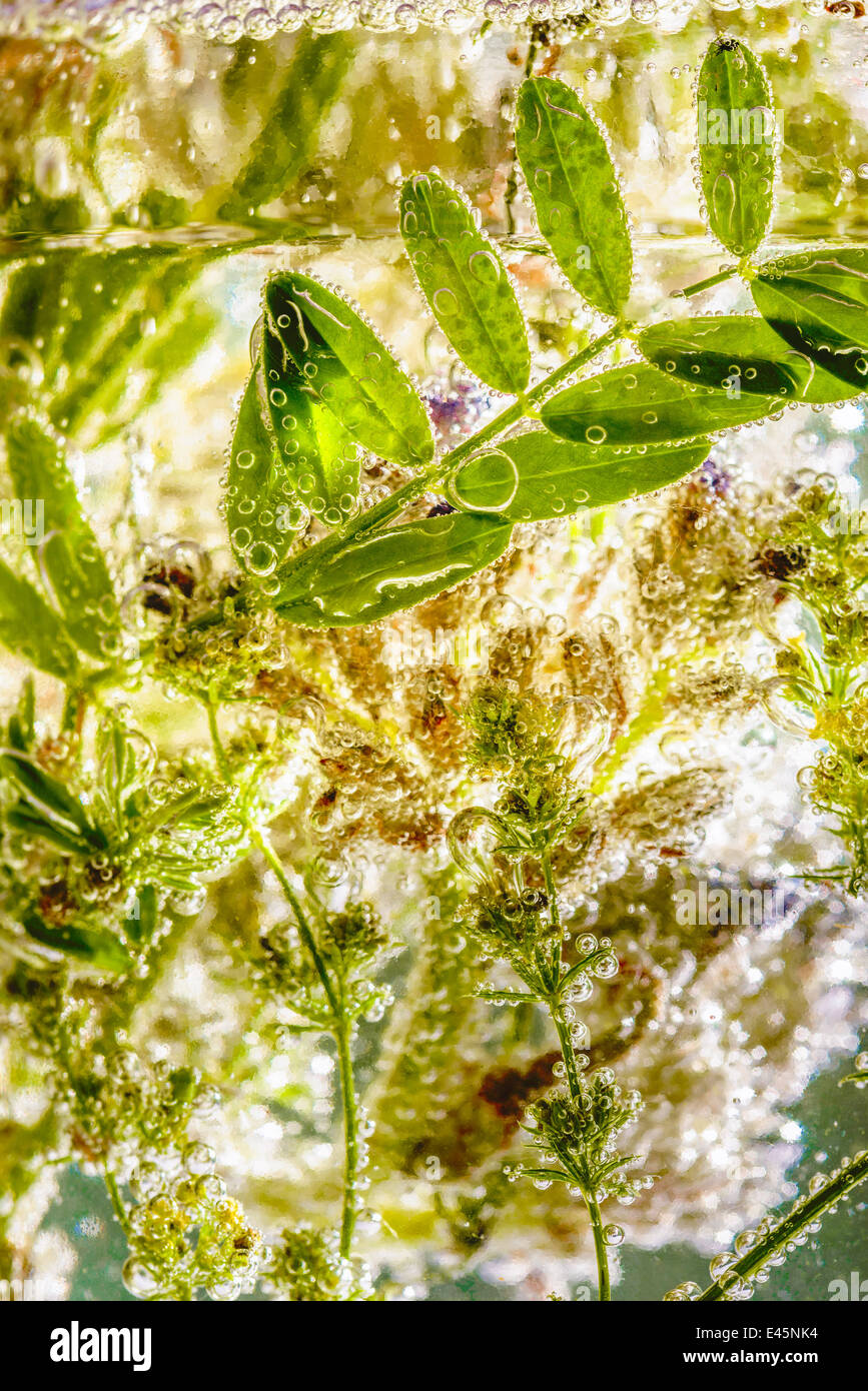 Various plants from the meadow, put in carbonated water with bubbles ...