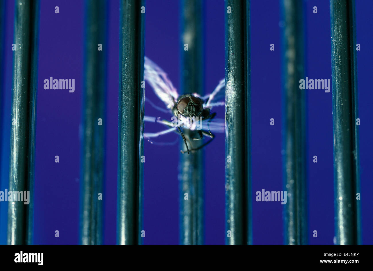Common house fly {Musca domestica} killed by fly-zapping machine, attracted to the ultra violet light, UK Stock Photo