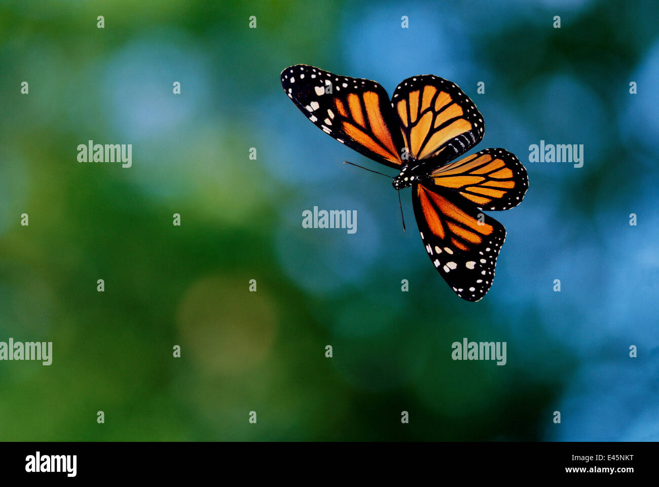 Monarch butterfly (Danaus plexippus) in flight Stock Photo