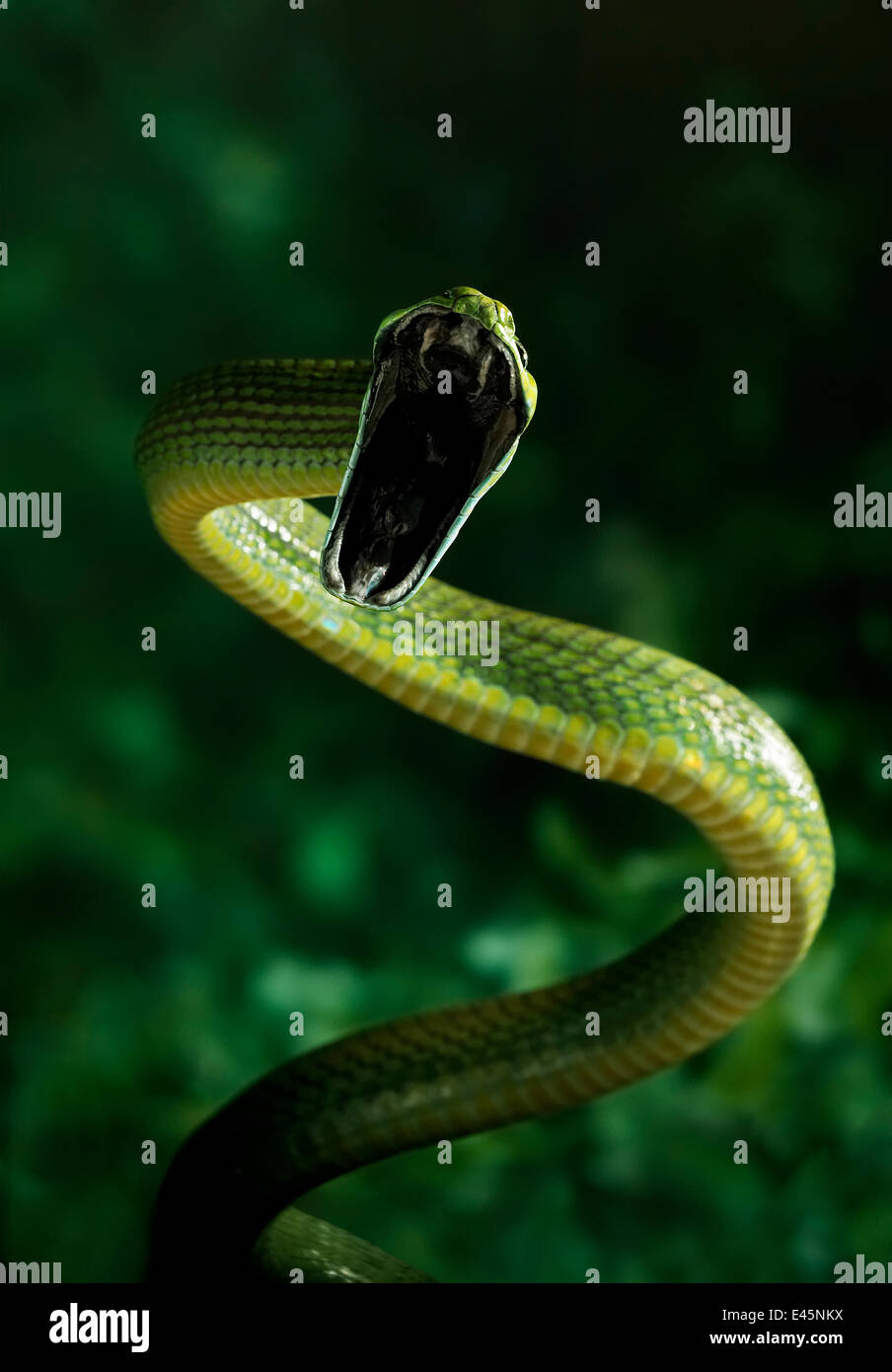 Green cat snake (Boiga cyanea) striking, a rear-fanged arboreal rainforest species, controlled conditions, from India and SE Asia Stock Photo