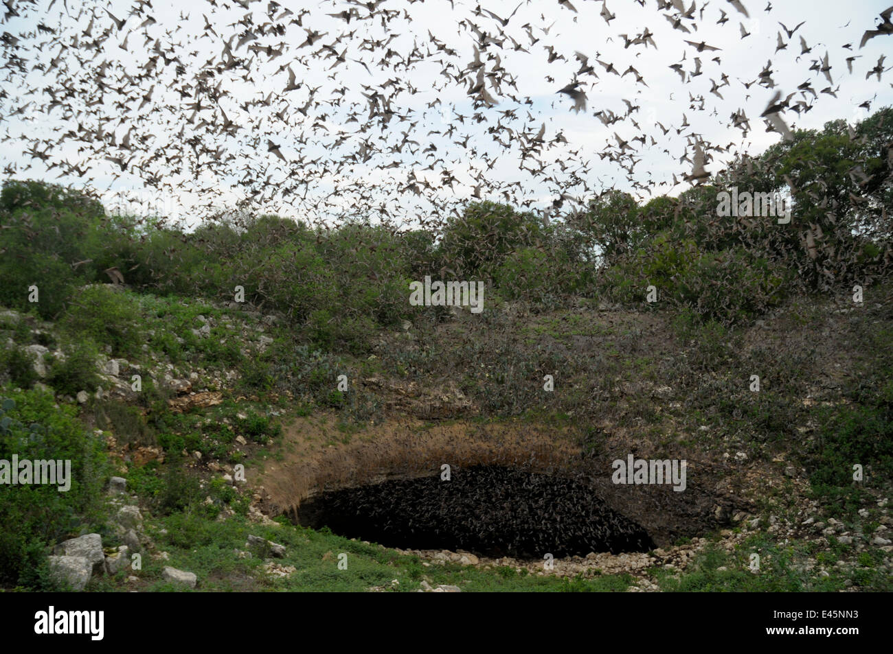 Mexican free-tailed bats (Tadarida brasiliensis) flying from Bracken Cave and Echert James Bat Caves, Texas, USA Stock Photo