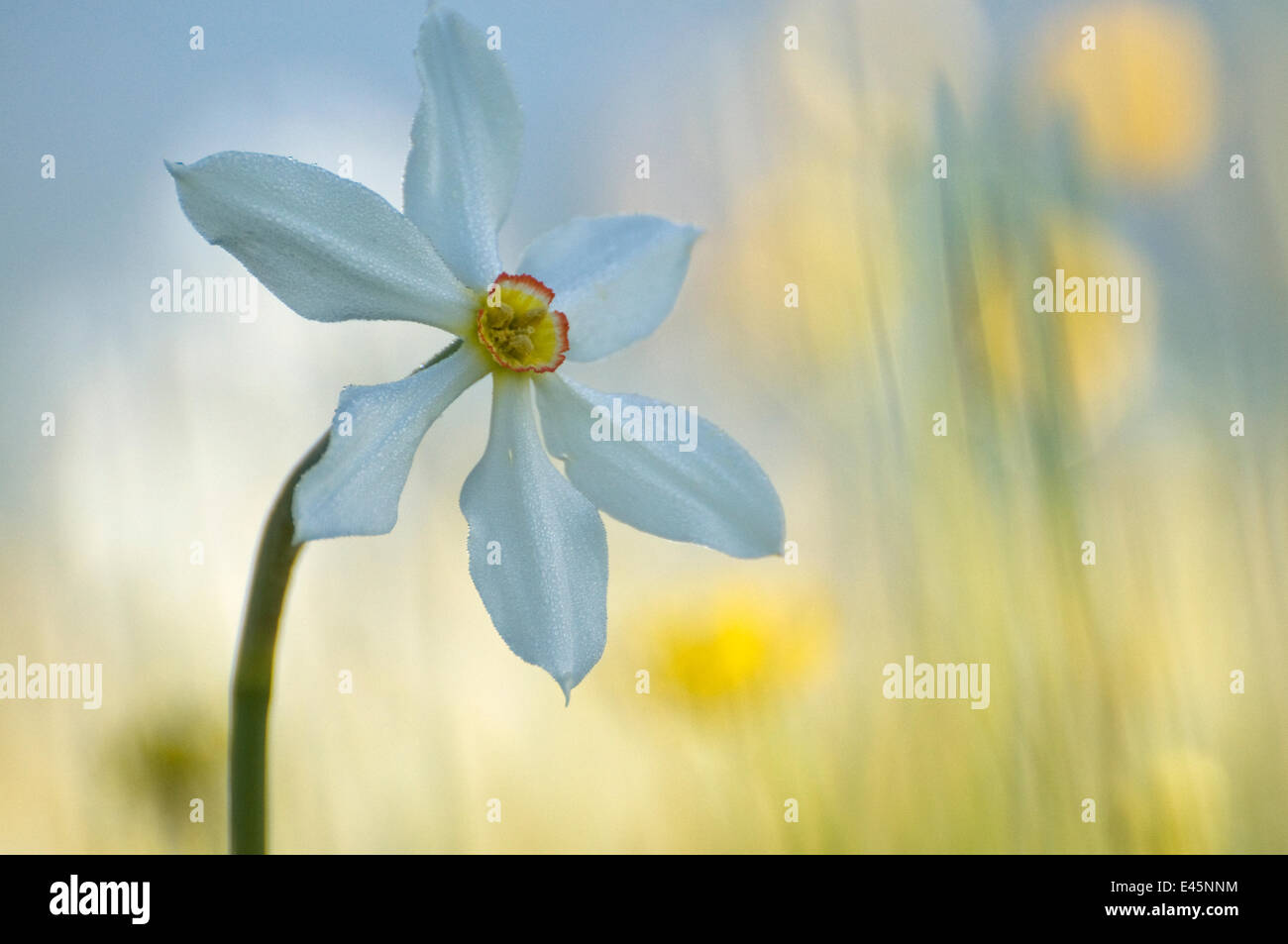 Poet's daffodil (Narcissus poeticus) in flower, Sibillini NP, Italy, May 2009 WWE BOOK. WWE INDOOR EXHIBITION Stock Photo