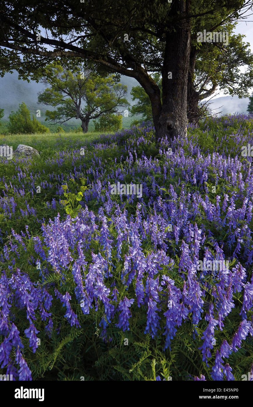 Flowering hairy vetch (Vicia villosa) and Pedunculate oak (Quercus robur) Nuglasica area, Northern Livansko Polje (karst plateau) Bastasi area, Bosnia and Herzegovina, May 2009 WWE BOOK Stock Photo