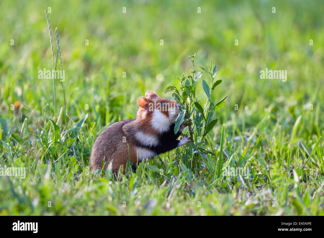 Common hamster (Cricetus cricetus) feeding on plant, Slovakia, Europe, June 2009 WWE BOOK Stock Photo
