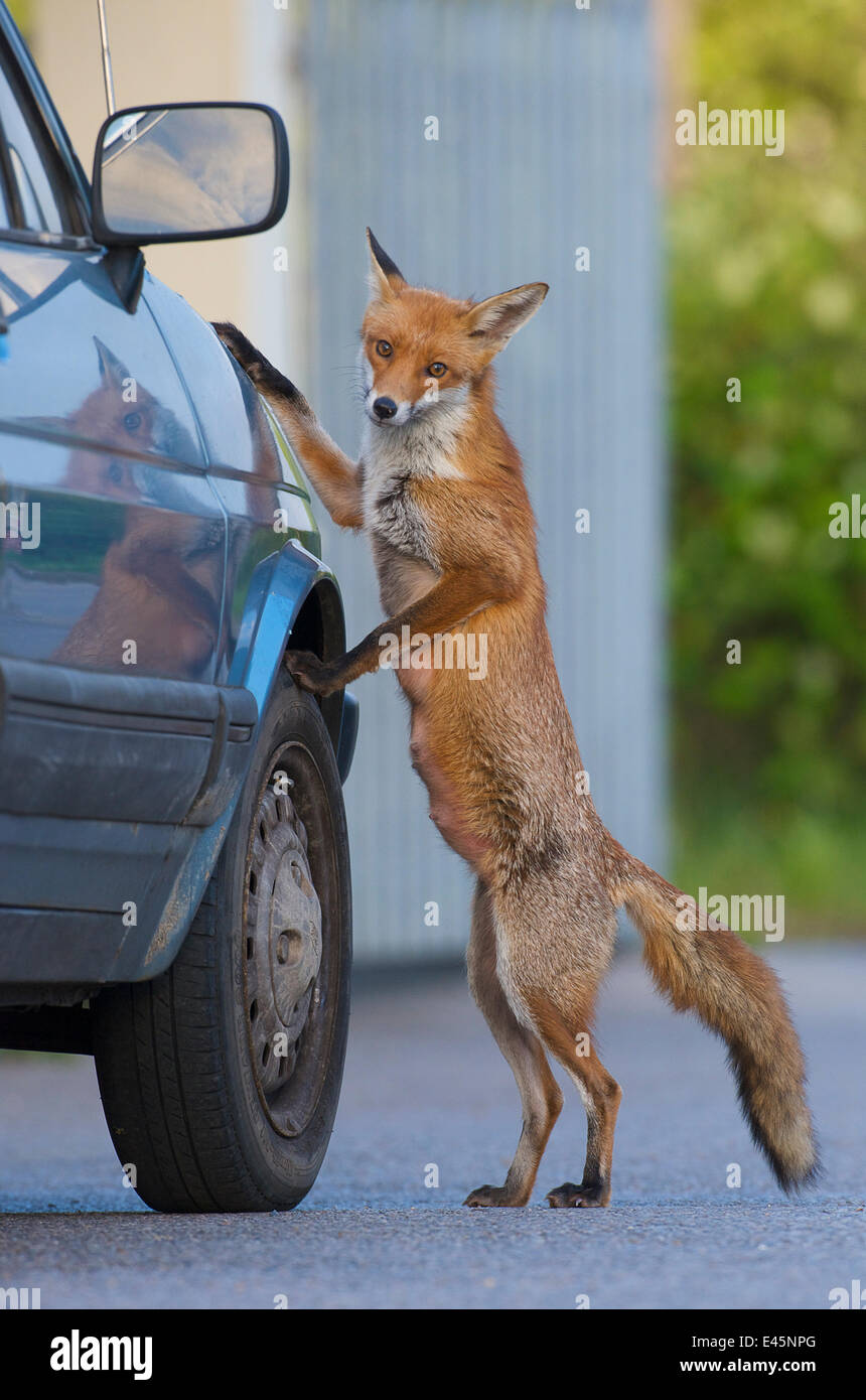 Urban fox (Vulpes vulpes) standing up against car, London, UK, May 2009 WWE BOOK. WWE INDOOR EXHIBITION Stock Photo