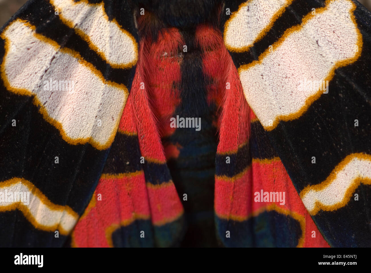 Hebe tiger moth (Arctia festiva) close up of wings, Germany Stock Photo