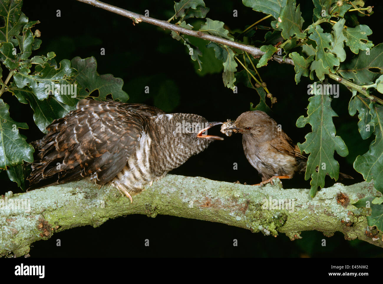 Hedgesparrow / Dunnock (Prunella modularis)feeding European cuckoo (Cuculus canorus) in oak tree, UK Stock Photo