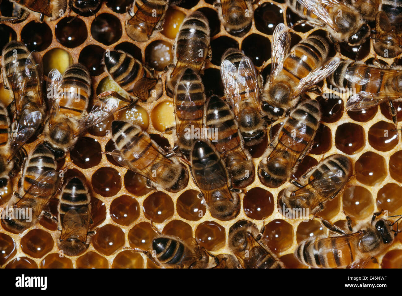 Honey bees (Apis mellifera) working at comb, UK Stock Photo