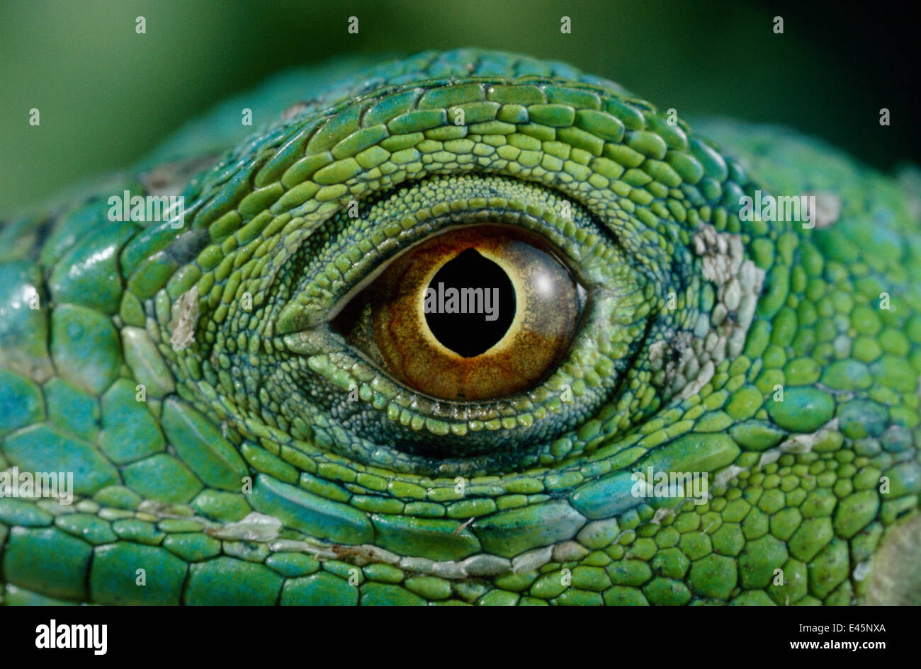 Close up of eye of Common green iguana (Iguana iguana Stock Photo - Alamy