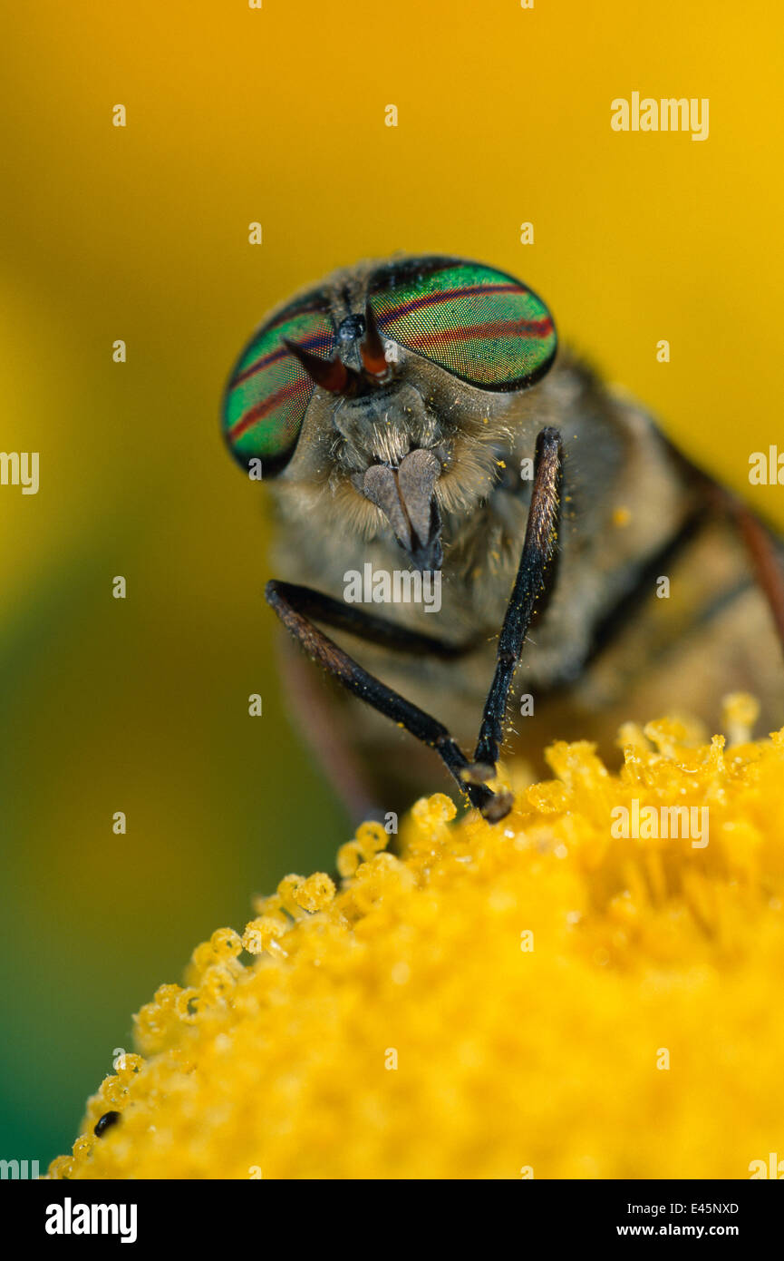 Horsefly (Tabanus sp) male feeding on flower nectar, UK Stock Photo