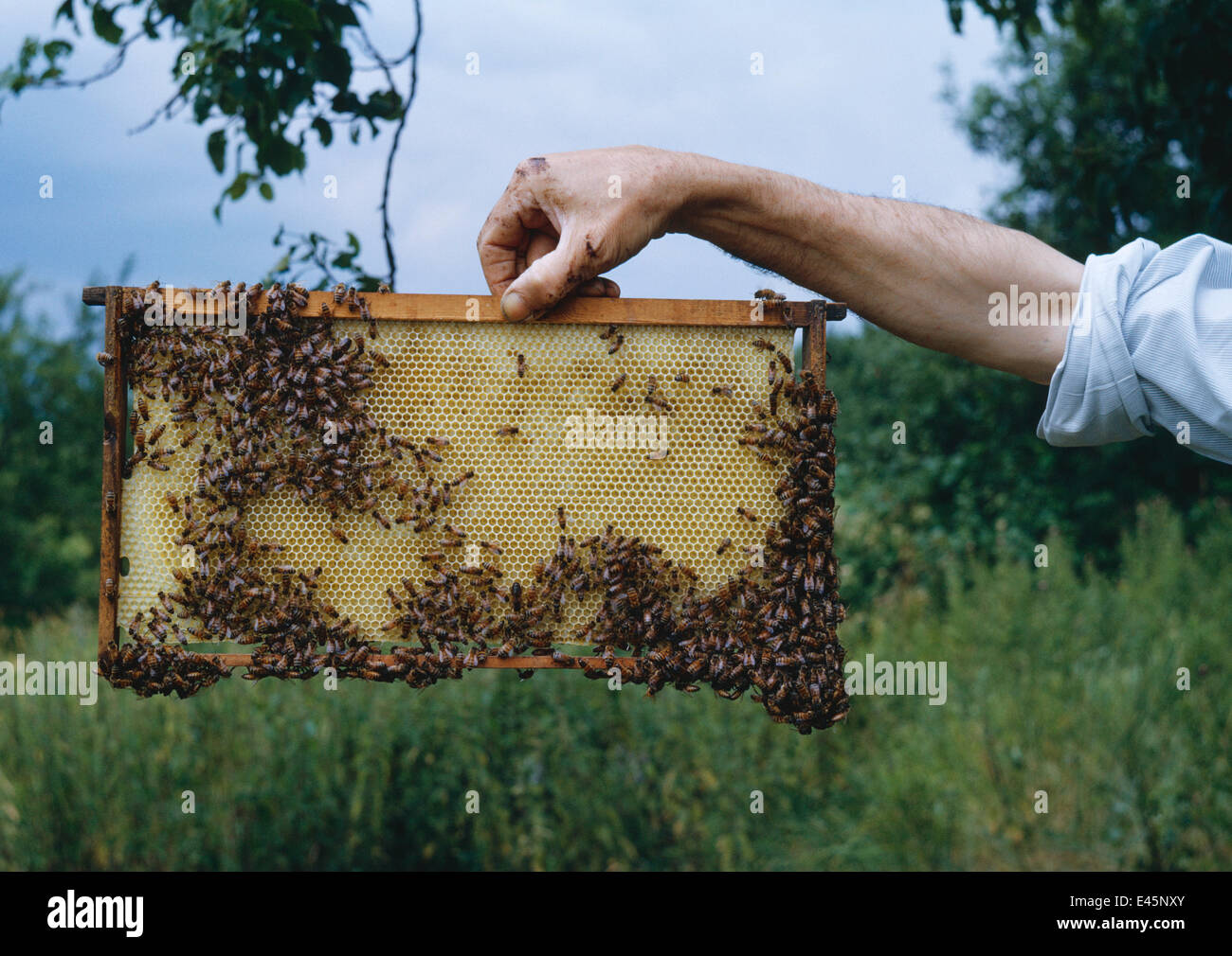 Honeybees (Apis mellifera) on new frame in beehive, UK Stock Photo - Alamy