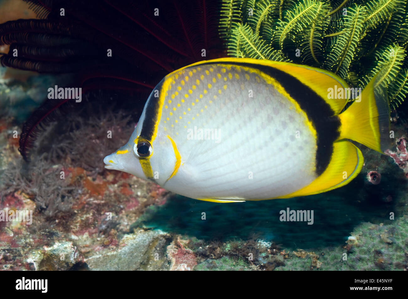 Yellow-dotted butterflyfish (Chaetodon selene) in coral reef, Indonesia Stock Photo