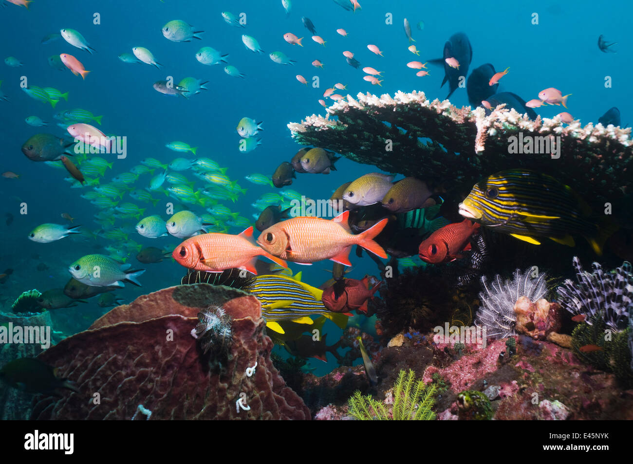 Bigscale soldierfish (Myripristis berndti), Sweetlips, Philippine chromis with Blueline snappers in background. Komodo National Park, Indonesia Stock Photo