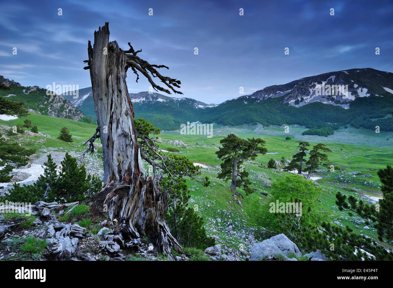 Cuirassed / Bosnian pine (Pinus leucodermis / heldreichii) tree stump on the Piana del Pollino with Serra delle Ciavole (left) and Serra Dolcedorme (right) Pollino National Park, Italy, May 2009 WWE BOOK. WWE INDOOR EXHIBITION Stock Photo