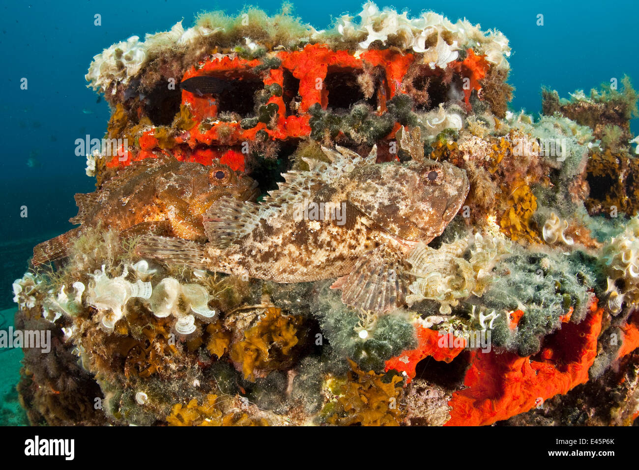 Two Scorpionfish Scorpaena Porcus Lying On Artificial Reef Larvotto Two Scorpionfish Scorpaena Porcus Lying On Artificial Reef Larvotto