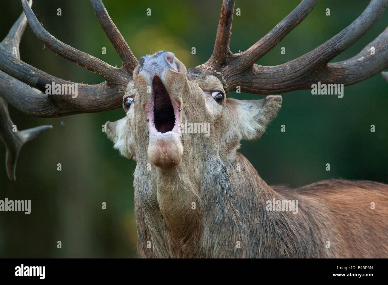 Red deer (Cervus elaphus) stag calling during rut,