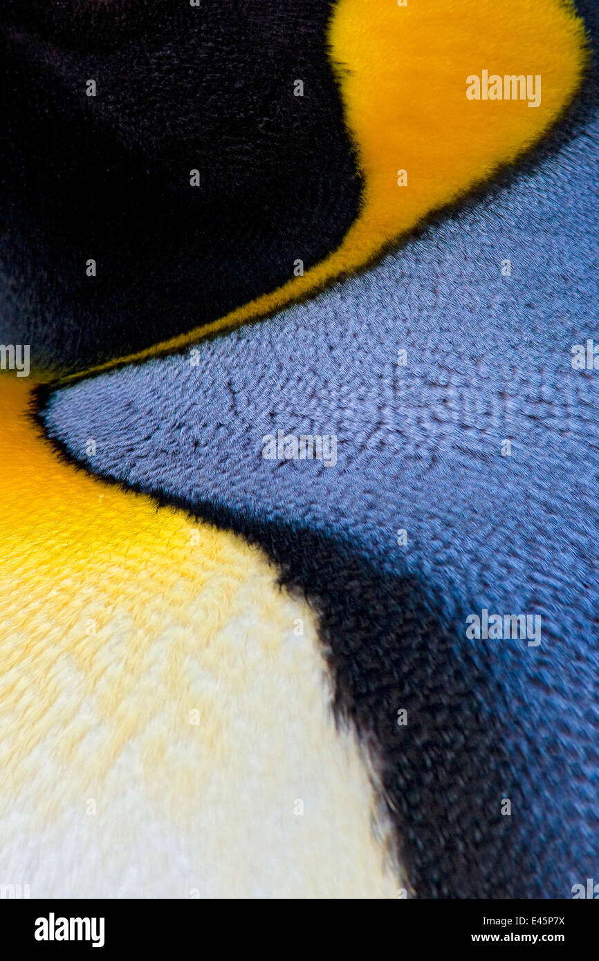 King Penguin (Aptenodytes patagonicus) plumage detail, St Andrews Bay, South Georgia Island, Southern Ocean, Antarctic Convergence. Stock Photo