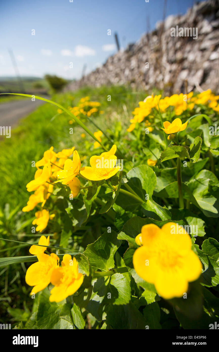 Marsh Marigold or King Cups, Caltha palustris, Growing on the roadside in the Yorkshire Dales, UK. Stock Photo