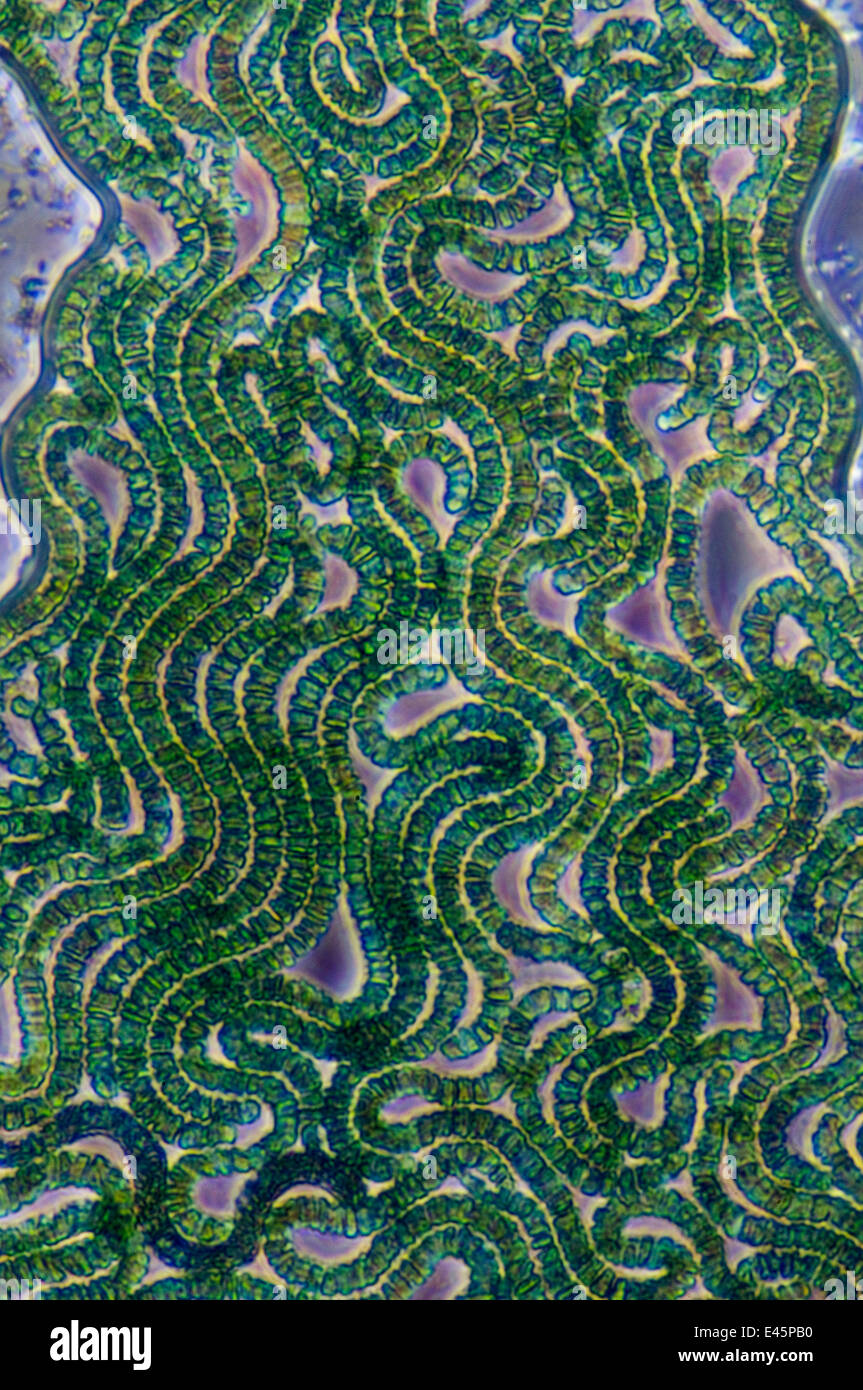 Phase contrast photomicrograph of Blue green alga / Cyanobacteria (Spirulina platensis) Stock Photo