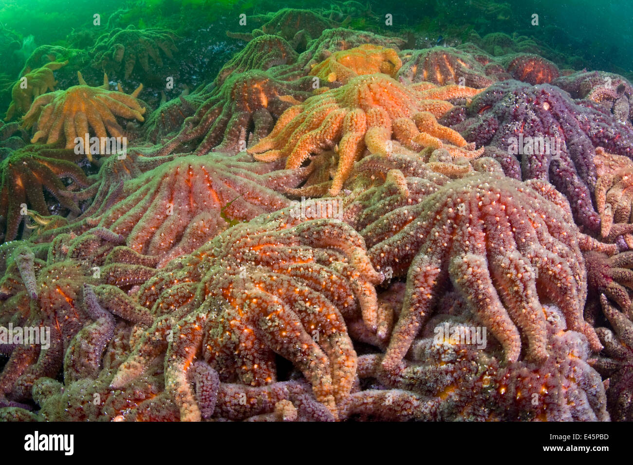 Large group of Sunflower sea stars (Asterias / Pycnopodia helianthoides) covering rock, pacific coast, Canada, August Stock Photo