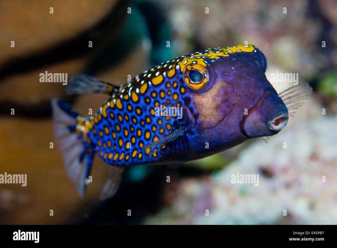 Spotted Trunkfish / Boxfish (Ostracion meleagris) Lembeh Straits, Sulawesi, Indonesia Stock Photo
