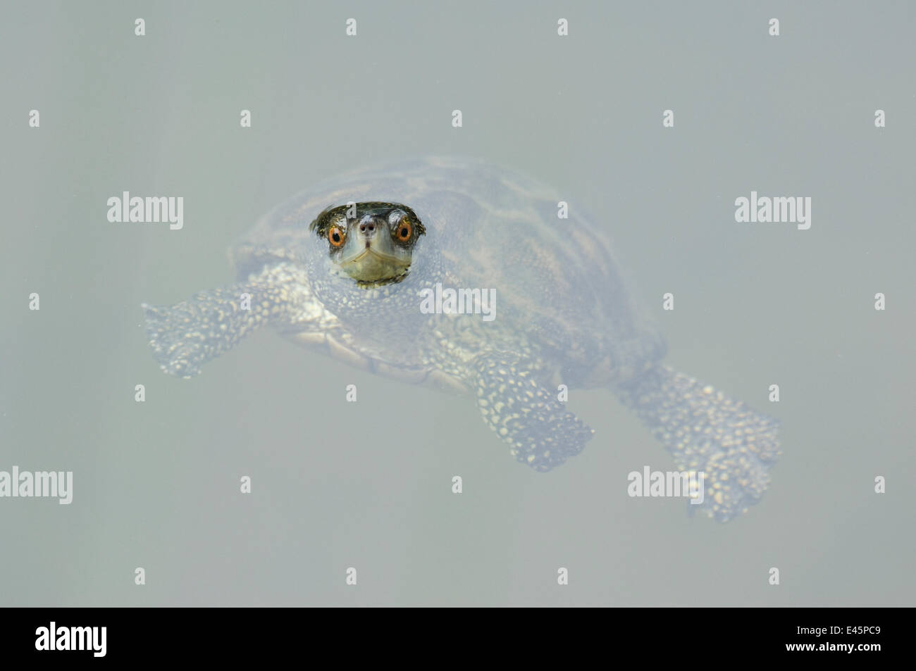 Portrait of Caspian / Stripe necked terrapin (Mauremys caspica) swimming with head above water, Lesbos, Greece Stock Photo