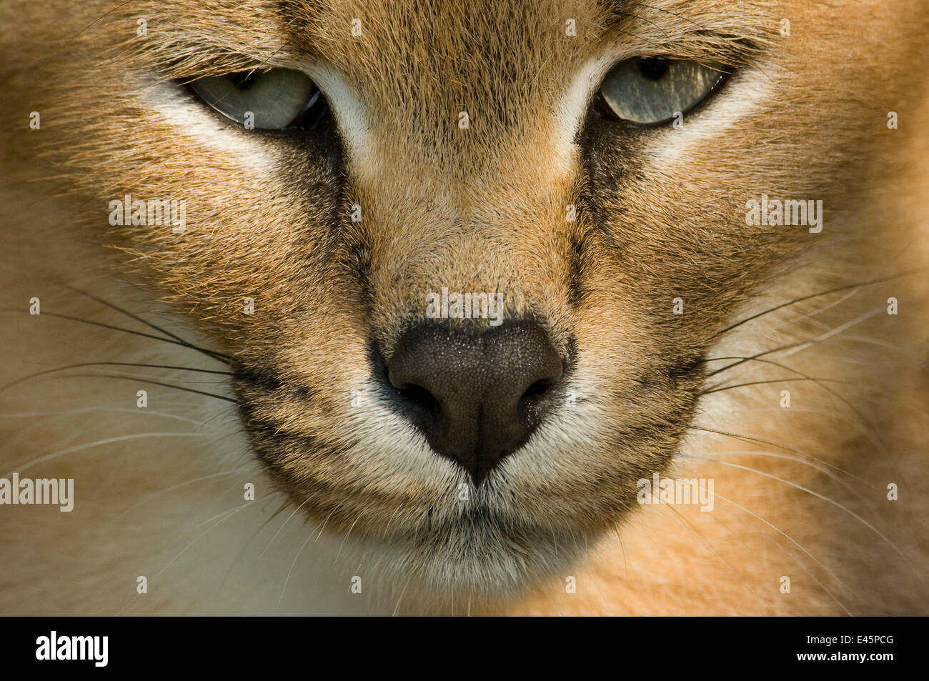 Close up head portrait of Caracal (Caracal caracal) captive Stock Photo