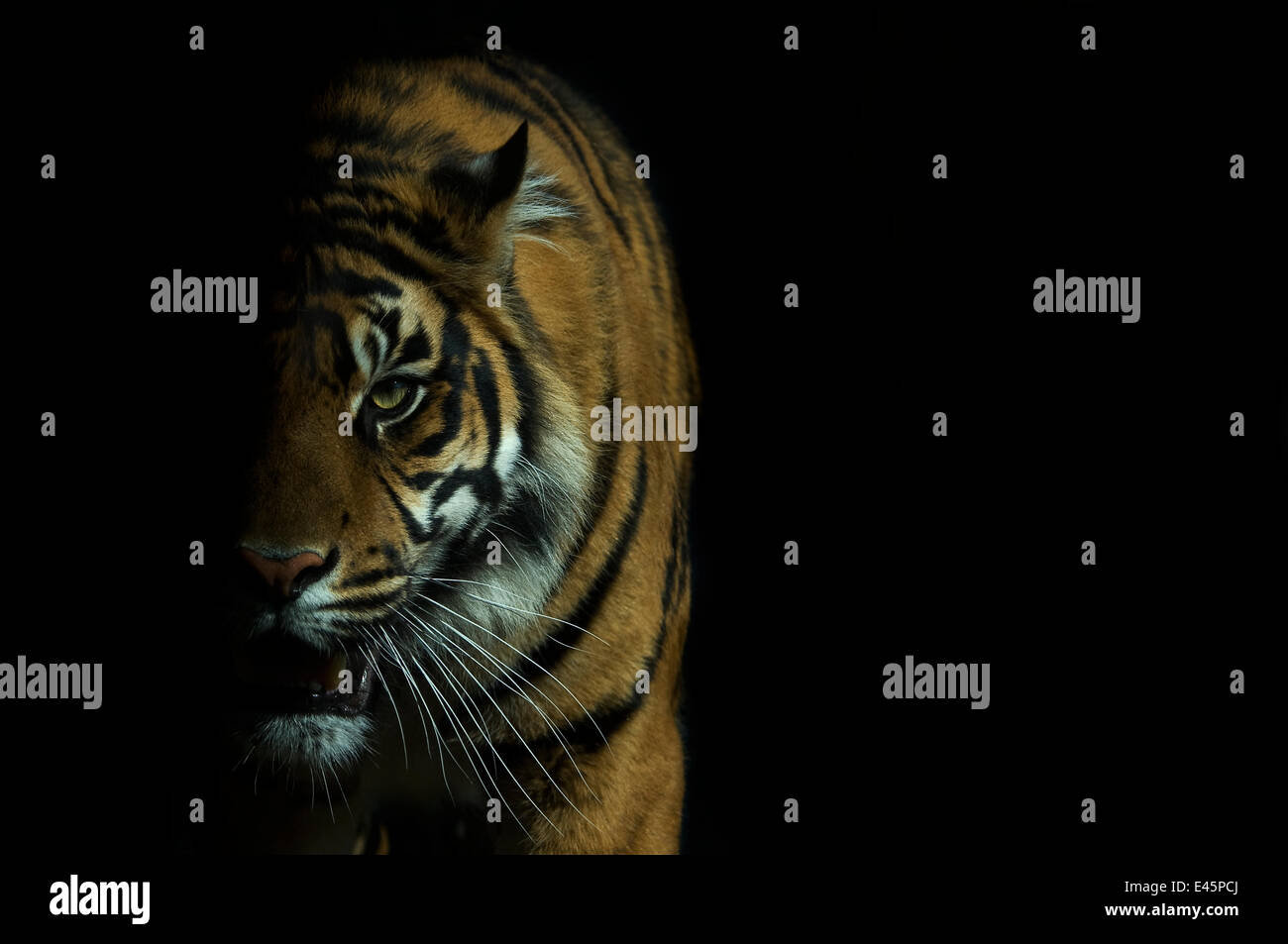 Head portrait of Sumatran tiger (Panthera tigris sumatrae) with face half cast in shadow, and mouth open, captive Stock Photo