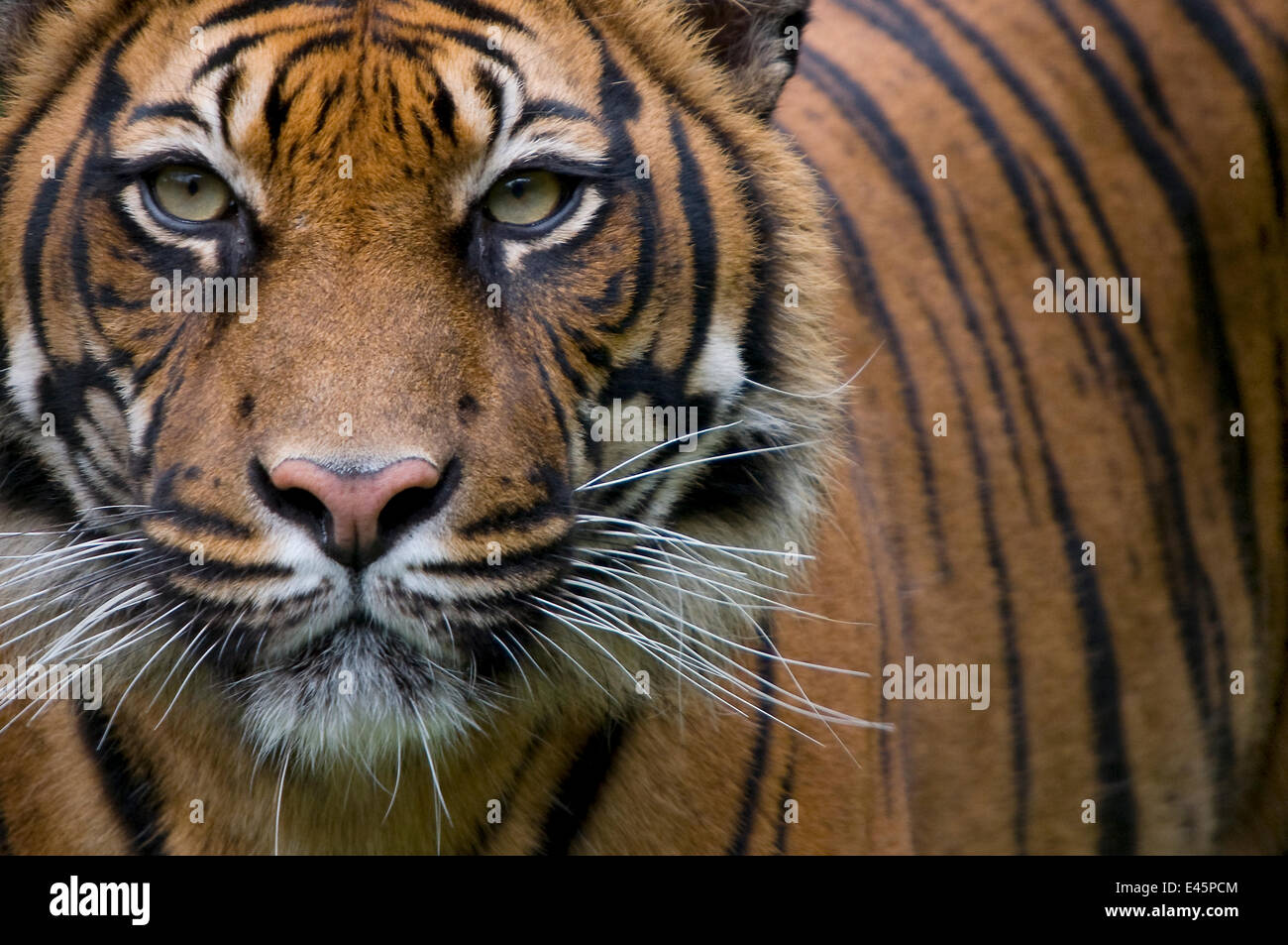 Head portrait of Sumatran tiger (Panthera tigris sumatrae) captive Stock Photo