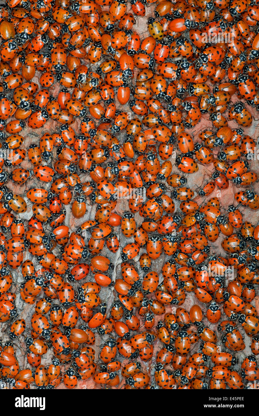 Ladybirds (Hippodamia convergens) gathering to mate, California, USA. Stock Photo