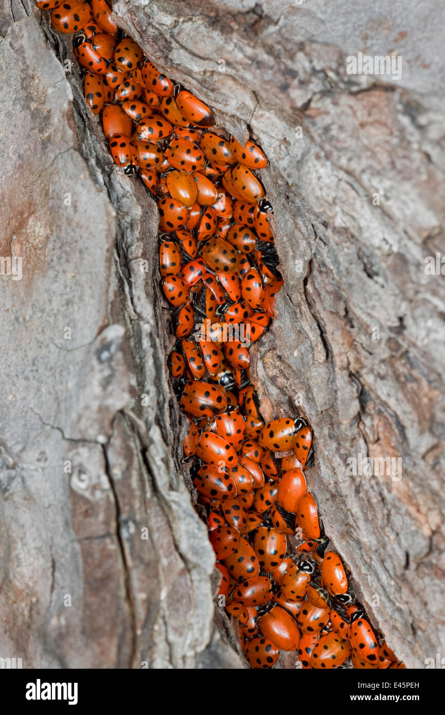 Mass ladybirds hippodamia convergens hi-res stock photography and ...