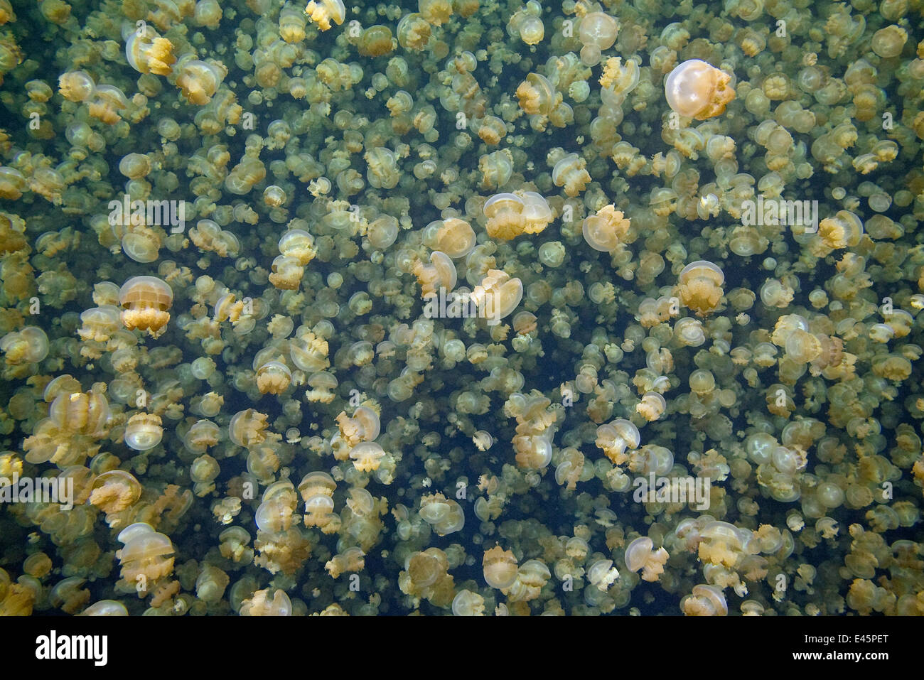 Mass of Mastigias jellyfish (Mastigias sp) in Jellyfish lake, Palau, Western Pacific Islands, Micronesia Stock Photo